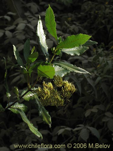 Bild von Caldcluvia paniculata (Tiaca / Triaca / Quiaca). Klicken Sie, um den Ausschnitt zu vergrössern.